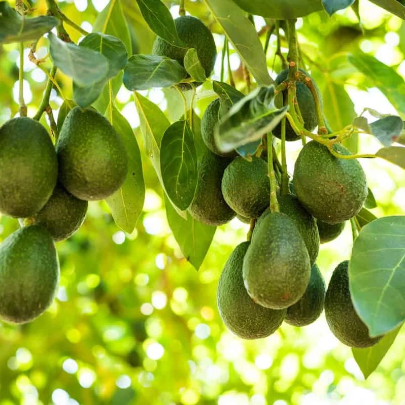 AFA sets October 20 closure of Avocado export season, allows premium variety to continue by air shipment