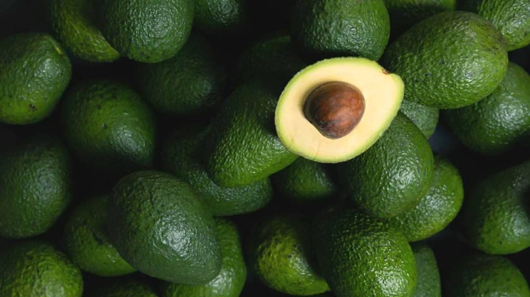 Avocado exporters warn Kenya risks losing global market over immature harvesting, demand stricter regulation and oversight