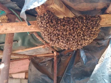 Ndumberi protest turns chaotic as swarm of bees lands outside pub accused of selling deadly illicit brews