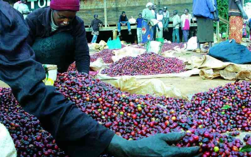 Nairobi Coffee Exchange nets Ksh447 million as Kiambu, Murang’a and Nyeri beans dominate weekly auction
