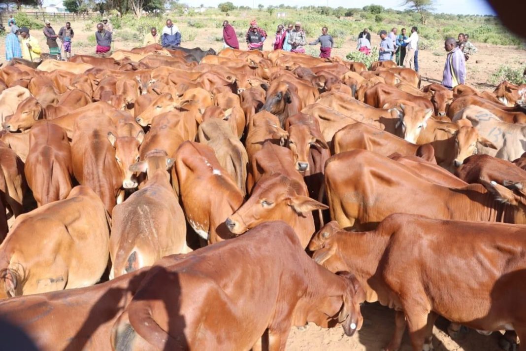 Seven killed and hundreds of livestock stolen as fresh bandit raids hit Meru and neighbouring Isiolo communities