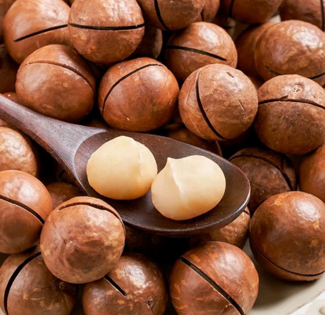 Government suspends Macadamia harvest and trade until February 2026 to protect crop quality and farmer earnings