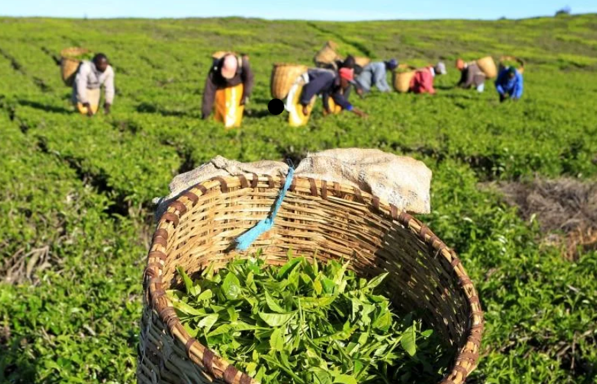 Tea board to audit factory workers paid without farms as government targets fraudulent earnings, boosting smallholder transparency