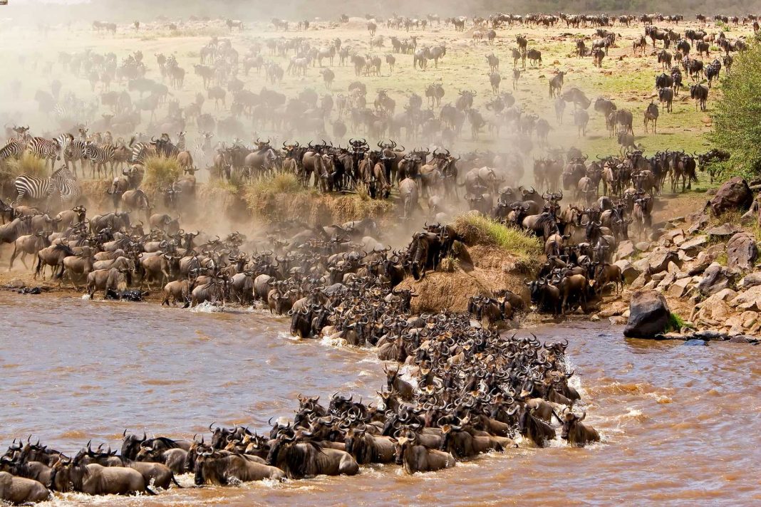 KWS dismisses claims Ritz-Carlton Safari Camp blocks wildebeest migration, affirms protection of key Maasai Mara wildlife corridors