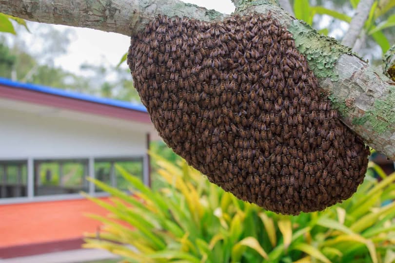 Bee attack in Homa Bay leaves grade one pupil dead and seven children injured during holiday playtime