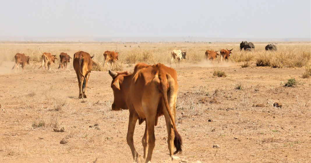Government raises alarm as drought crisis threatens 2.1 million people across 32 counties after failed short rains