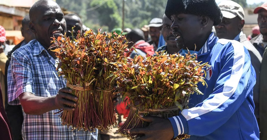 Kenya confirms 13–17 tonnes of miraa exported daily to Somalia as government tightens data and export controls