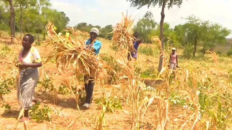 Murang’a farmers face crop failure as poor short rains threaten maize, beans, tomatoes, and livelihoods across county