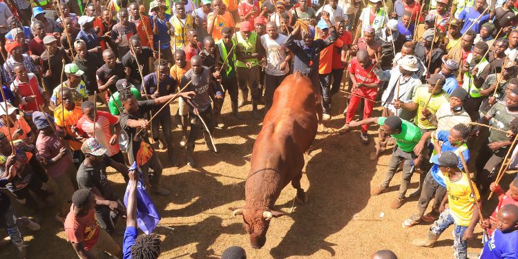 Pepeta draws thousands in Kakamega as vibrant bullfighting festival celebrates culture, unites community and honours heritage