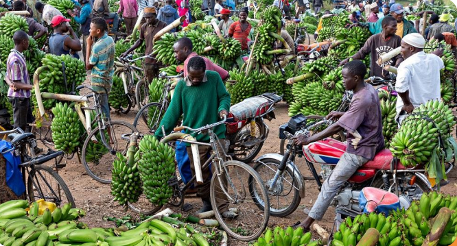 Kenya and Sweden partner to cut post-harvest food waste, boost farmer incomes and create youth jobs