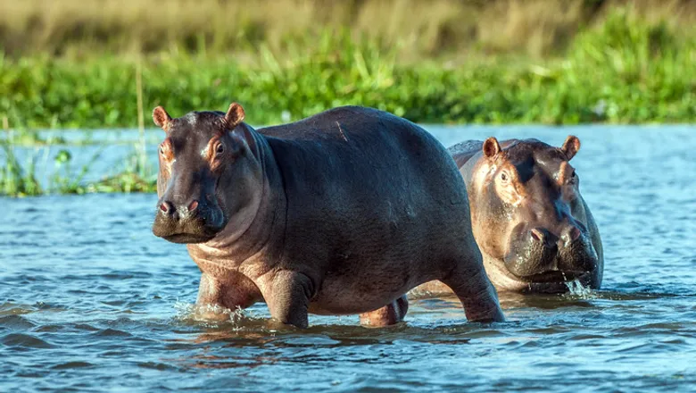 Four fishermen die after hippo attack in Lake Naivasha
