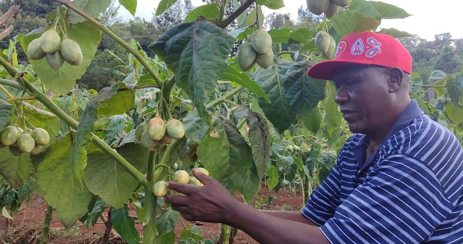 Murang’a farmers ditch tea and coffee for fruit farming