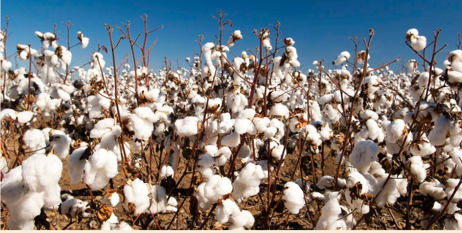 Government and Thika Cloth Mills (TCM) partner to roll out BT cotton seeds