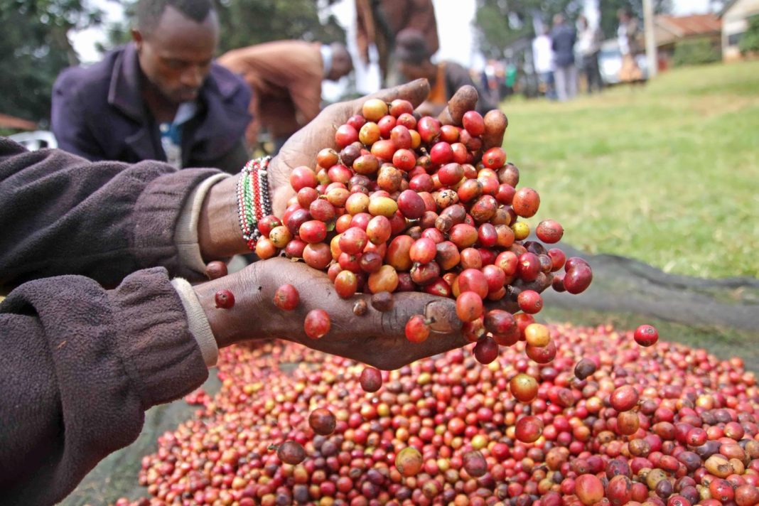 Kenyan Coffee Farmers Celebrate Record Ksh8.2 Billion Earnings