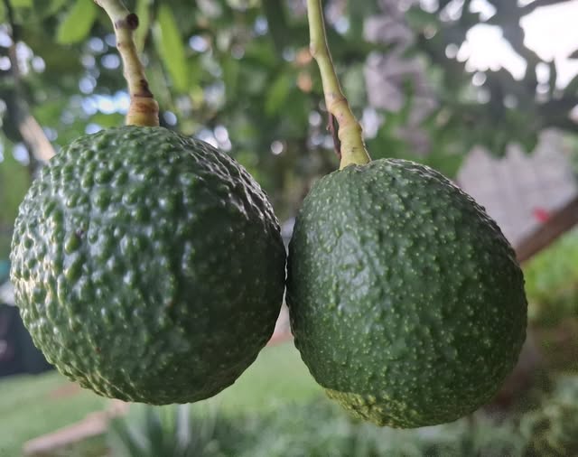 AFA opens avocado export, issues strict warning