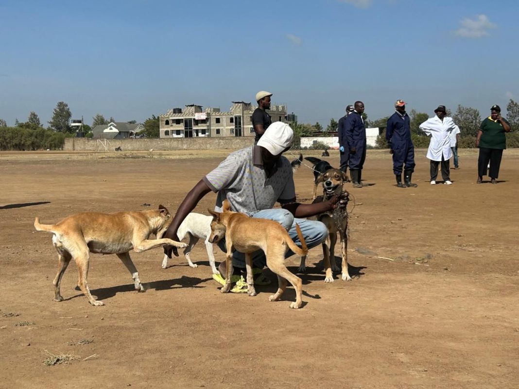 Karai rabies drive targets stray animal threat