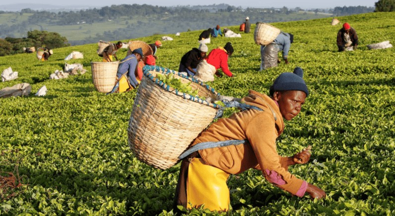 KTDA begins major policy overhaul