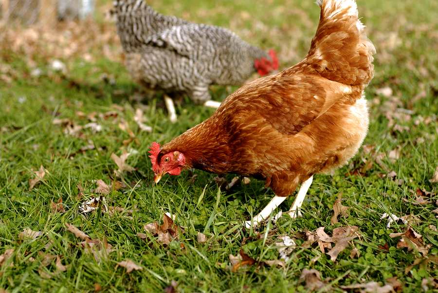 Suspected chicken thief lynched in Mwea