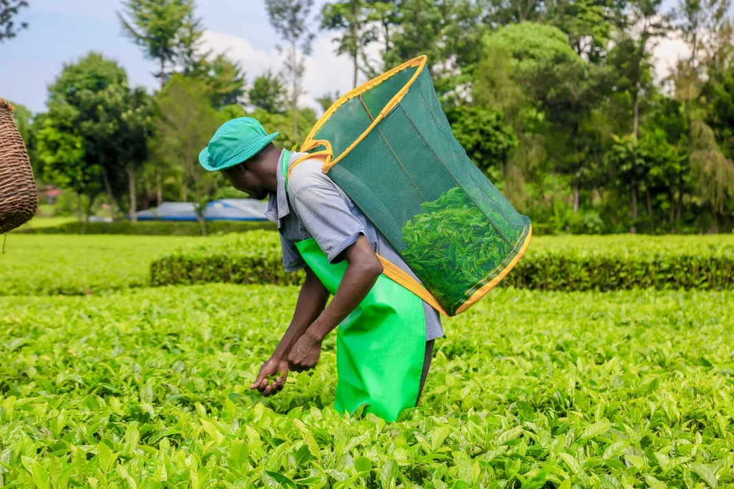 Kirinyaga tea farmers reject proposed Tea Board levy